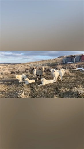 The Guardian Dogs Provide A Circle of Love