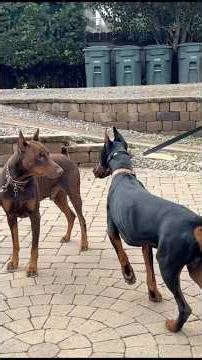 Dominant Body Language Breakdown. Duke vs Zepplin. Part 3