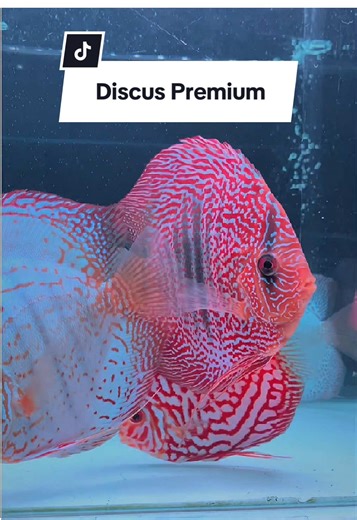 Ready Discus Premium yang ada di Xverius berbagai jenis dan ukuran mulai dari kecil sampai besar pun ready guyss🐠🤗 Jangan lupa pantengin live kita setiap hari guys ada promo besar-besaran dan garansi🤩 #ikandiscus #ikanhias #pecintadiscus #fypシ #capcut
