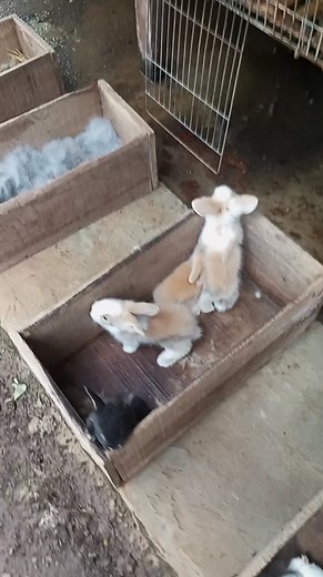 45K views · 945 reactions | Cute bunny Pekembangan baby kelinci #cutebunny #rabbits #fblifestyle #peternakmuda #fypreels #viral | Tini Mute | Facebook