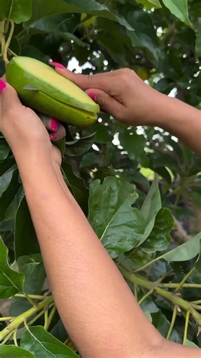 Seedless na Avocado | Nueva Ecija Grafted fruit trees