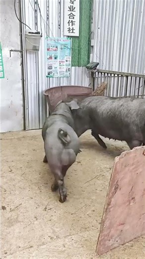 Pig discovers the joy of the hidden forest 2