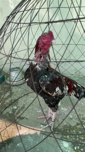 Eggs for Just 100: Trending Recipe Video