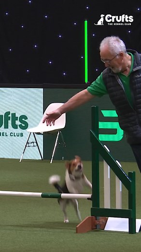 Fergus the Jack Russell: Crufts Agility Star!