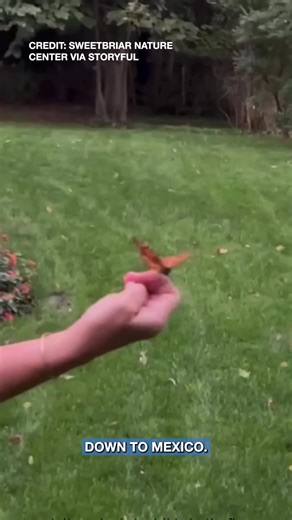 3.1M views · 39K reactions | INCREDIBLE: A monarch butterfly with a broken wing was miraculously able to fly again after it underwent a wing transplant at a nature preserve. https://www.wfla.com/news/national/video-monarch-butterfly-with-broken-wing-gets-wing-transplant/ | WFLA News Channel 8 | Facebook