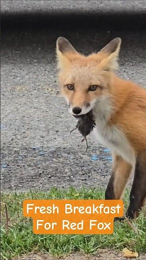 Beautiful Red Fox Eating a Mouse | Wildlife Canada