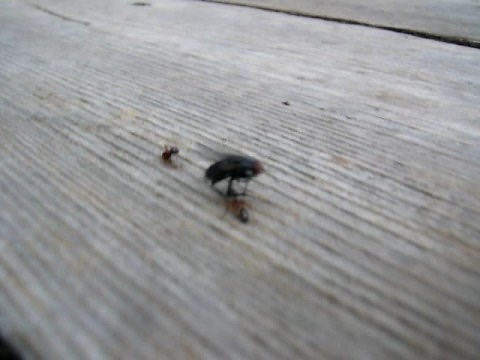 Ant vs. Fly