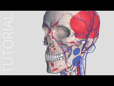Insertion & Origin - Complete Anatomy