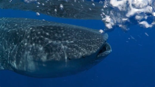1.3K views · 21 reactions | Did you know the Whale Shark is the...