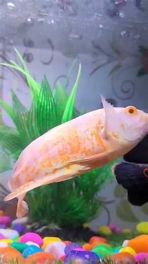 Oscar Fish Power 🐠 | Smart, Aggressive & Most Popular Aquarium Fish #viral #shorts #like #love