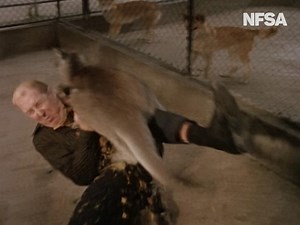 #Skippy is adorable but... don't mess with her! We have rare Skippy memorabilia, trivia facts, and clips, in our online-only exhibition: https://www.nfsa.gov.au/skippy | NFSA - National Film and Sound Archive of Australia