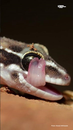 The Gecko's Tongue