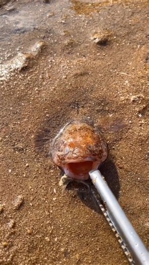 2.8K views | cute sea creatures you may not have seen anywhere before | University Secret Files | Facebook