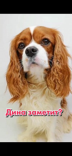 Ответить пользователю @toy_ruby надеюсь @dina нас заметит🥺#любимка #песик #собачка #спаниелька #милаш #пэтвтикток