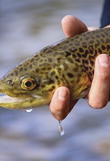 Experience the Thrill of Fly Fishing at 11,000 Feet