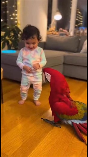 126K views · 4K reactions | Baby and parrot dancing together 藍 #parrot #babyandparrot #BabyAndParrotMoments #ParrotAndBabyVibes #CuteLittleTalks #BabyAndParrotLife #SweetBabyAndParrot | Baby & Parrot | Facebook