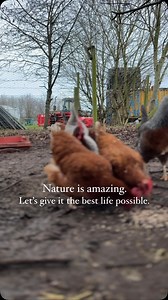 I promised you an update 🥰👇 We love @freshstart4hens who rescue chickens from battery farms, and find them new loving homes! We’ve had many of our chickens from them, including this batch which we showed you us collecting in August! Commercially, all laying hens are slaughtered at the age of 72 weeks, when their production drops slightly. Their carcasses are worth very little and are usually sold for dog food, baby food or cheap, processed pies etc. @freshstart4hens work closely with British f