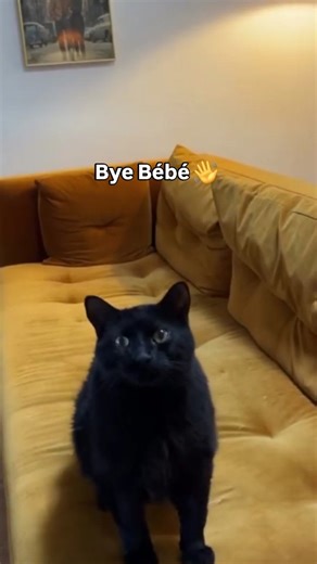 BÉBÉ HAS LEFT THE BUILDING 👋🎉 De nombreux chats de tous les âges sont en attente d’une famille à la SPCA de Montréal. ❤️ Pour rencontrer nos magnifiques animaux disponibles à l’adoption, venez nous voir au refuge! Plus de détails sur SPCA.COM *Lien dans la bio* Merci à @elizabeth_lemay d'avoir choisi l'adoption humanitaire ❤️‍🩹 // Many cats of varying ages are waiting for a new home at the Montreal SPCA. To meet our beautiful animals available for adoption, come see us at the shelter! Read mo