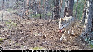 11K views · 8.8K reactions | ‼️ Urmăriți acest video cu sonor ...