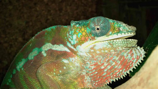 Watch what happens when the world’s largest lizard faces its prey