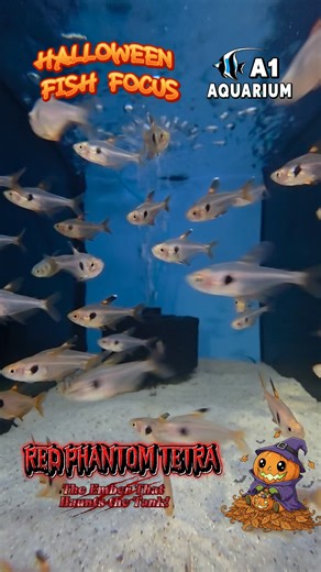 🎃 Red Phantom Tetra: The Ember That Haunts the Tank! 🔥👻 Looking to add a little fire to your haunted aquarium? The Red Phantom Tetra glows like a tiny ember drifting through the shadows — calm, mysterious, and glowing red under soft light. Peaceful and full of charm, these small schoolers move together like spirits in the dark. Perfect for planted community tanks, they bring Halloween colour without the chaos. Quick Facts: 🐟 Size: Up to 4.5 cm 🌡️ Temperature: 22–28 °C (ideal 25 °C) 💧 pH: 6