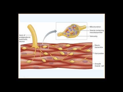 Smooth Muscle Physiology
