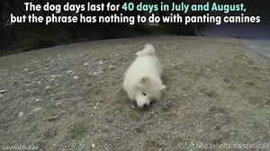 What does 'dog days of summer' really mean?