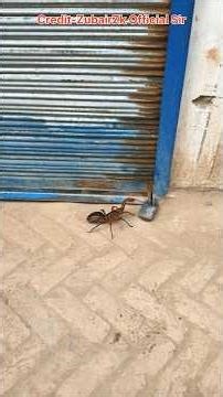 कॉकरोच ने तोड़ा ताला 🪳😱❌Wood working withart handcraft idea/home madereal telent/skill-art