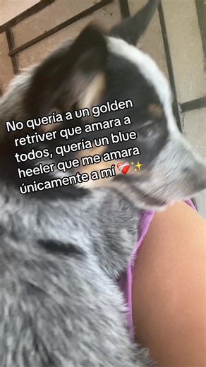 La etapa de tener un blue heeler recomiendo no saltársela #cachorrospastorganaderoaustraliano #blueheeler #fblifesty #StarsEverywhere | Las aventuras de Lucas