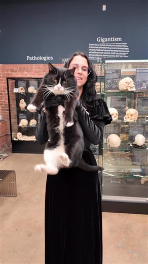 595K views · 86K reactions | Bone Jovi update. Before he ever joined us, his previous owner made a whole booklet about him back in 2023. Four months ago he arrived at The Bone Museum, settled in like he’d always belonged here, and has quietly become our guardian-in-residence. Now he naps between exhibits, inspects guests like a tiny curator, and feels like part of our story. We’re lucky to have him.”  | The Bone Museum | Facebook