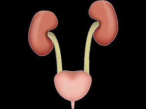 Anatomy of Ureters part-1