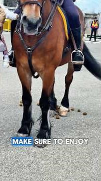 Horse Pooping ! MUST WATCH! FUNNY & Amazing 🤍