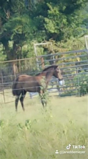 Funny baby horse playing with ball! #horses #playing #outdoors