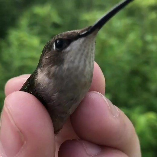 This beautiful female Ruby-throated Hummingbird was captured during a research project a month or so ago. I've been thinking of our east coast Hummingbird, they're starting their migration heading #trending #reels #fbreels #fyp #viral #birds #viralreels | Ruth | Facebook
