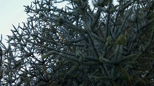 Low Angle Closeup of Endemic and Endangered Spanish Fir Tree, Abies Pinsapo