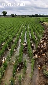 Rice-duck farming: Ducks help the farmers tear up weeds and find pests in the rice paddies of Wuchang, northeast China’s #Heilongjiang province. | People's Daily, China