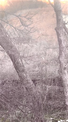 Coyote is back, right at dusk again…probably after those field mice. But, it’s coming around often…might get my bow sited in!! | Rick Gary