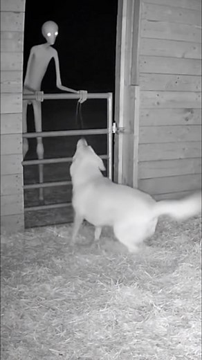 20K views · 121 reactions | What could this extraterrestrial creature be? | Surprising Clips TV | Facebook