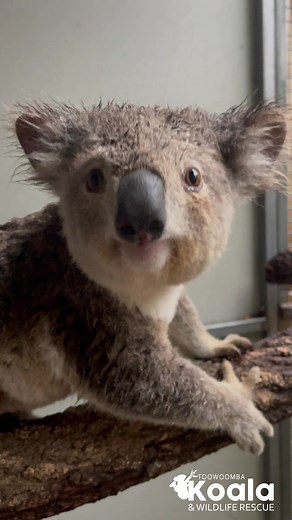 Wet Koala Reactions: Hilarious and Adorable