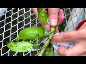 AOG Sooty Mold and Remedy