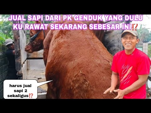 I HAVE TO SELL CATTLE FROM PK GENDUK 2 AT THE SAME TIME, HERE'S THE REASON...