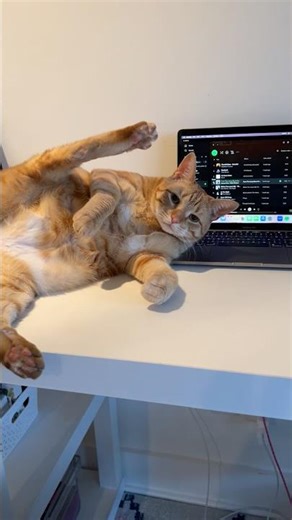 This orange cat invented a new yoga pose 🧘‍♂️🐱.#cat #fyp #kitty #catlover