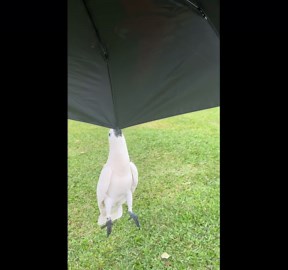 Cockatoo Playfully Hangs From Umbrella