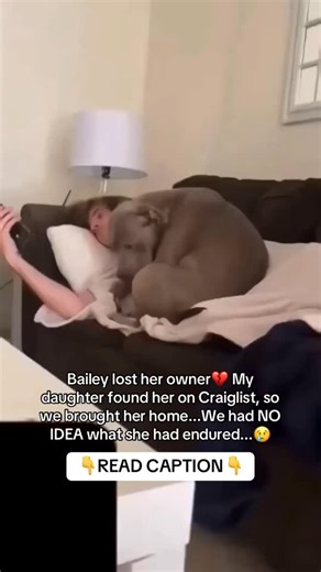 MY DAUGHTER FOUND HER ON CRAIGSLIST 😳 She looked at me and said, “Dad… this dog has NO ONE.” So we brought her home. We thought we were just giving her a safe place to land… We had NO IDEA what she’d been through 😞 She was COMPLETELY SHUT DOWN. No eye contact. No tail wags. Just shaking in the corner. Like she had NEVER known love 🥺 She was WEAK… barely moved. We assumed it was trauma — But then the vet gave us a SHOCK: “She’s PREGNANT.” 😳 It was TOO LATE. She needed EMERGENCY SURGERY to sur