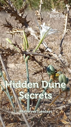 At Għadira Nature Reserve, we’re proud to protect one of Malta’s rarest habitats - a fixed sand dune. Unlike active dunes like those at Ramla Bay, this dune is separated from the sea by the main road. Yet, nature finds a way - seeds like the Sea Daffodil can stay buried for years, waiting for the right wind or rainfall to bloom again. Let’s keep safeguarding these fragile habitats for the future 🌱💛. Shifting Sands: Restoring Malta's Dunes is a project co-financed by the European Agricultural F