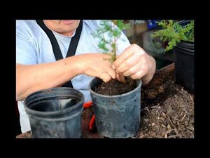 Digging Up and Transplanting wild Eastern Red Cedar Seedlings