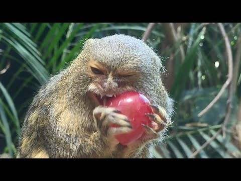 Pygmy Marmoset Eats a Grape at Taronga Zoo Sydney