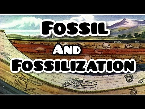 Fossil And Fossilization.
