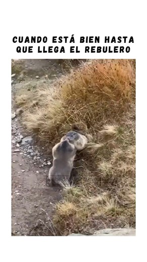 Siempre hay alguien que quiere fastidiar 😅🍺 #BebedoresPR #cerveza #jumeta #peda #drinks