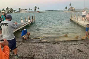 World's biggest sawfish measuring 16 FEET long found with huge 'eggs inside her'
